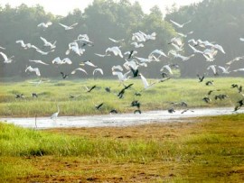 Hành trình viếng thăm Đồng Tháp vào mùa nước lên - Tour du lịch Miền Tây